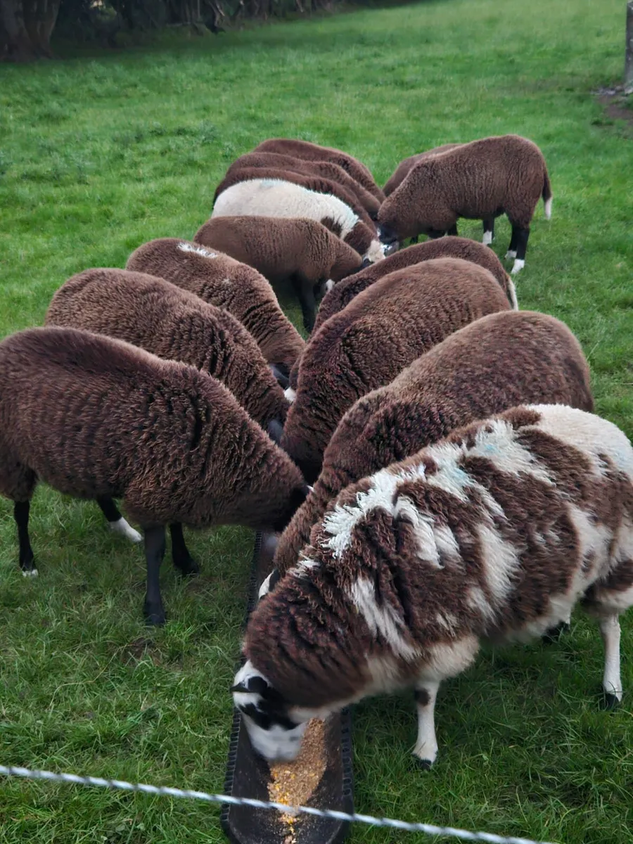 Zwartbles and dutch - Image 1