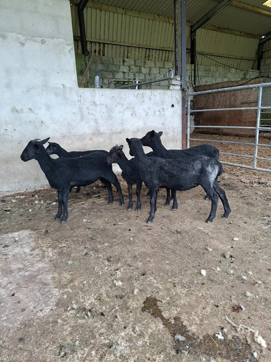 Sheep - Image 1