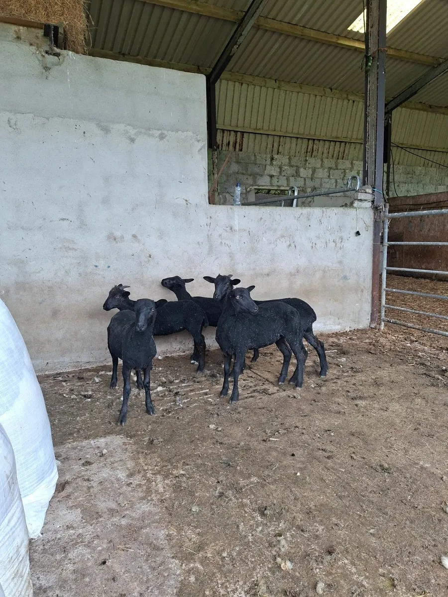 Sheep - Image 2