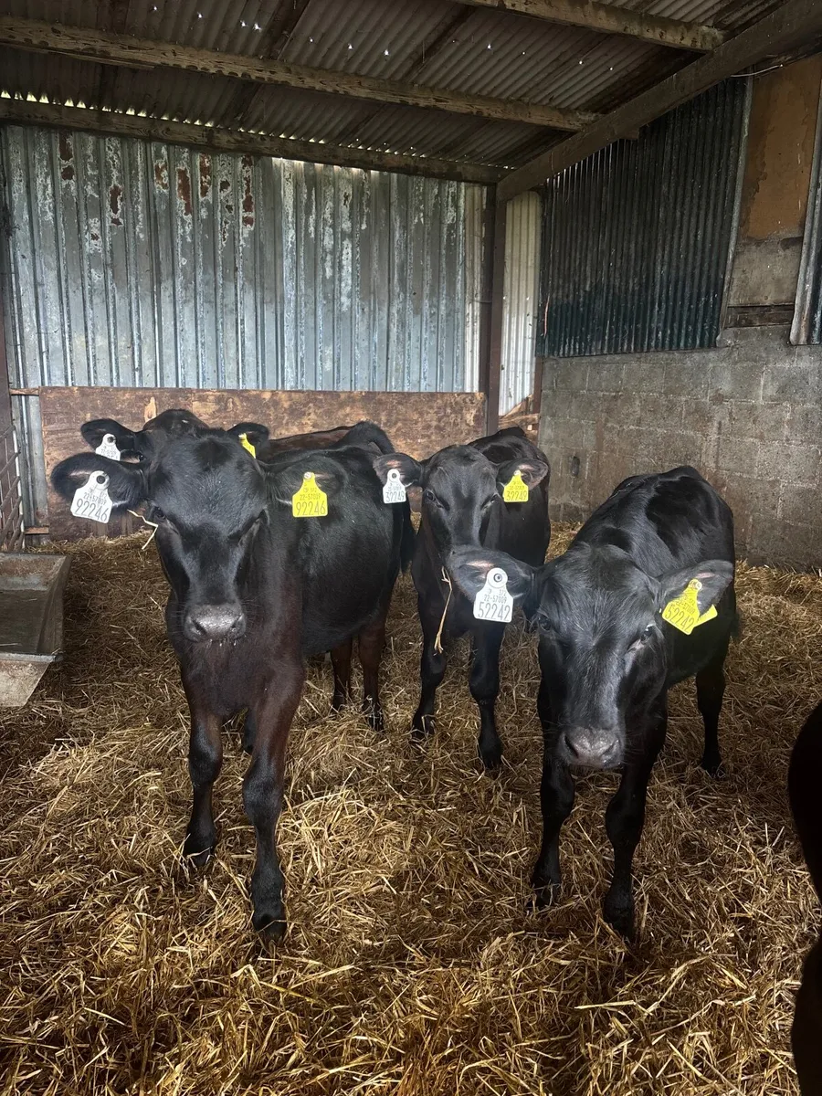Reared Angus Calves - Image 1