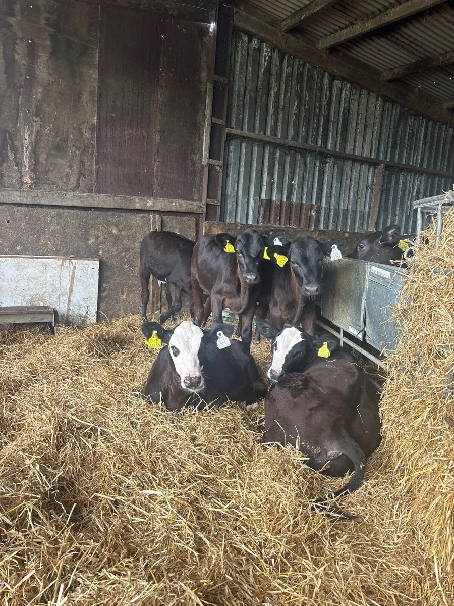 Reared Angus Calves - Image 2
