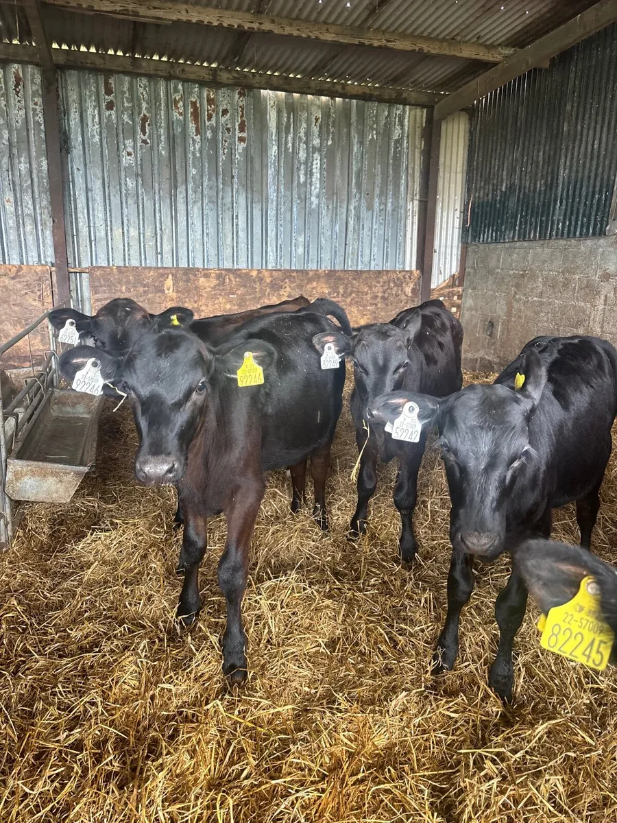 Reared Angus Calves - Image 3