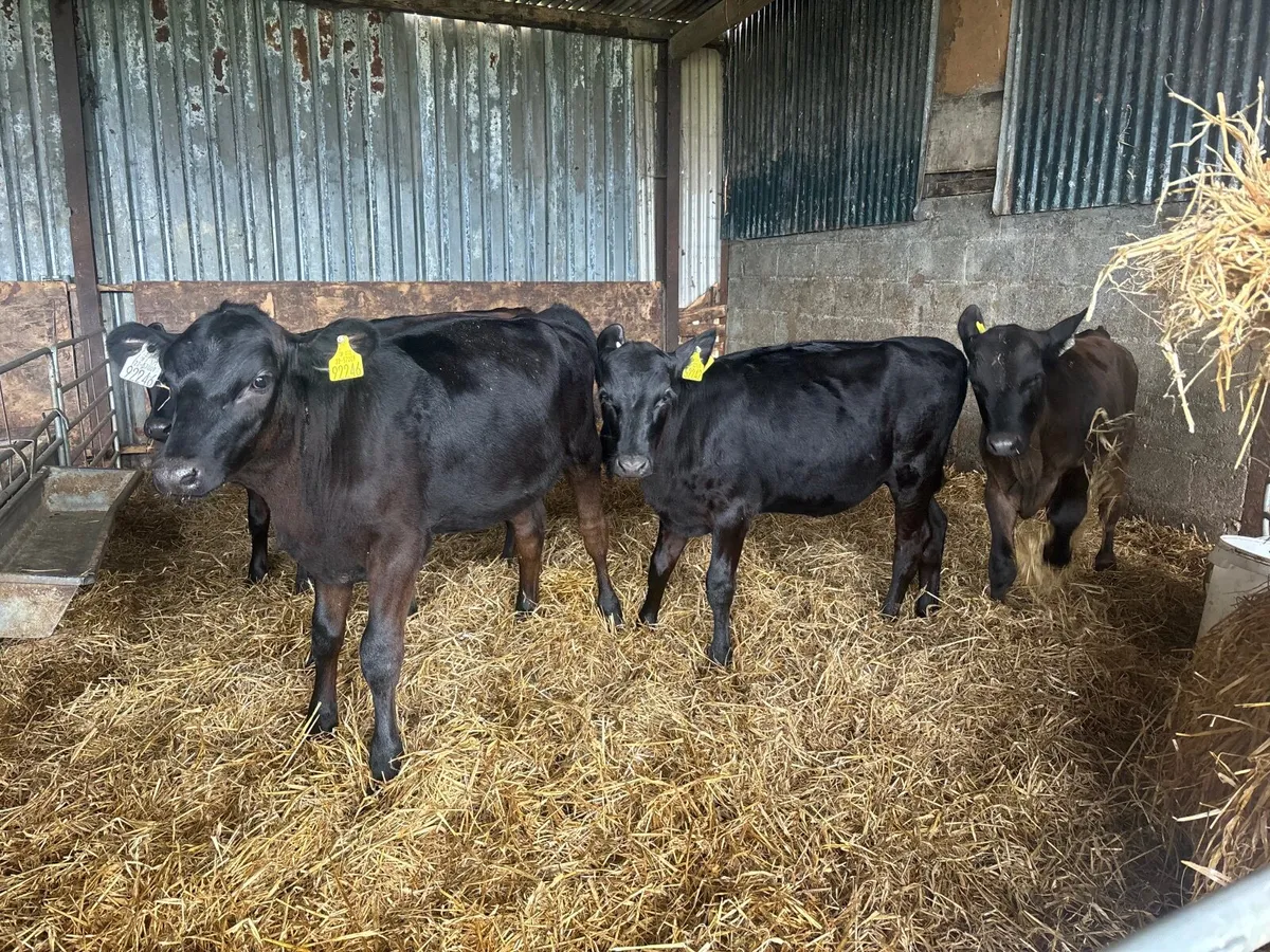Reared Angus Calves - Image 4