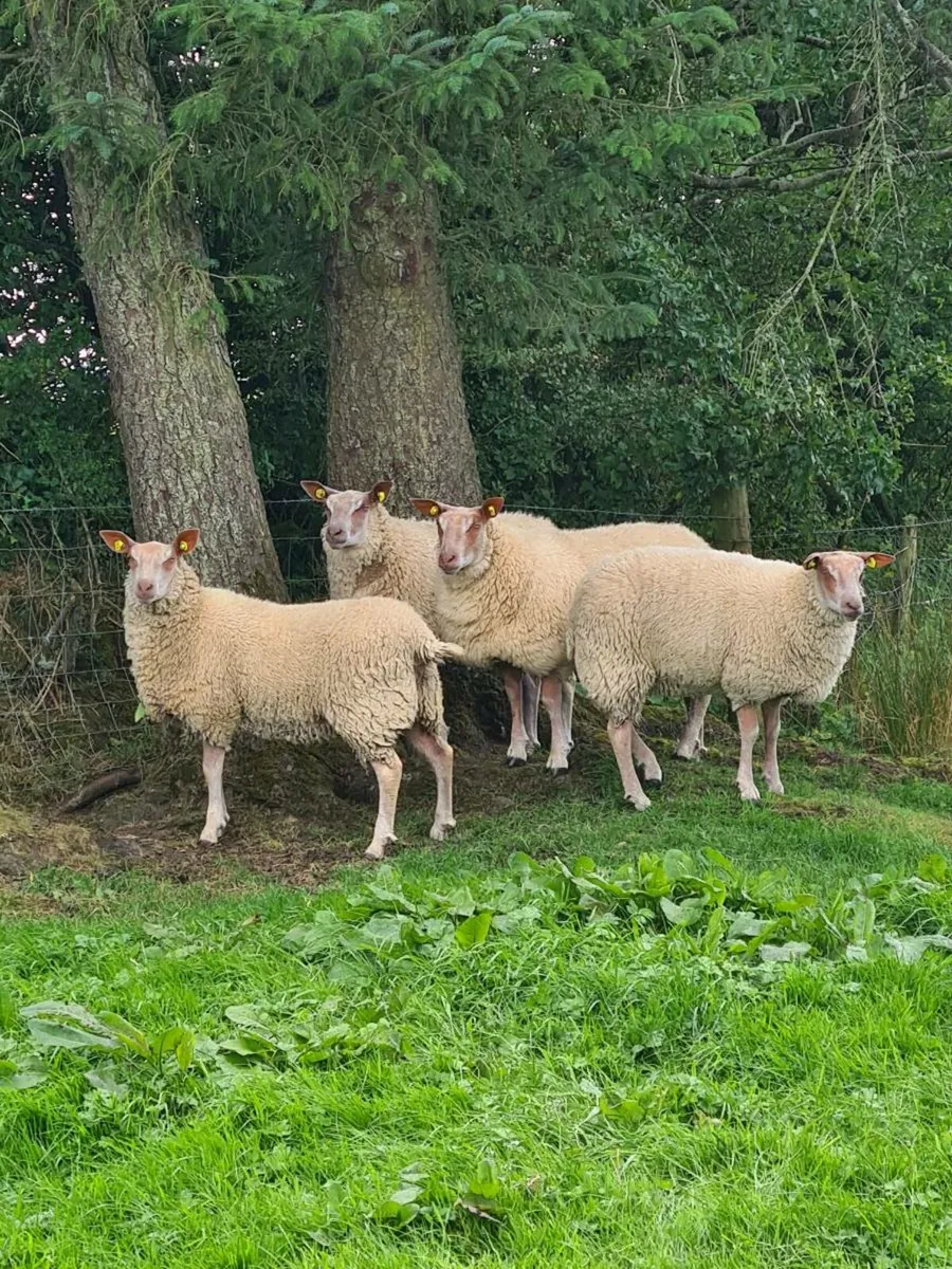 ★★★ROUGE EWE LAMBS★★★ - Image 1