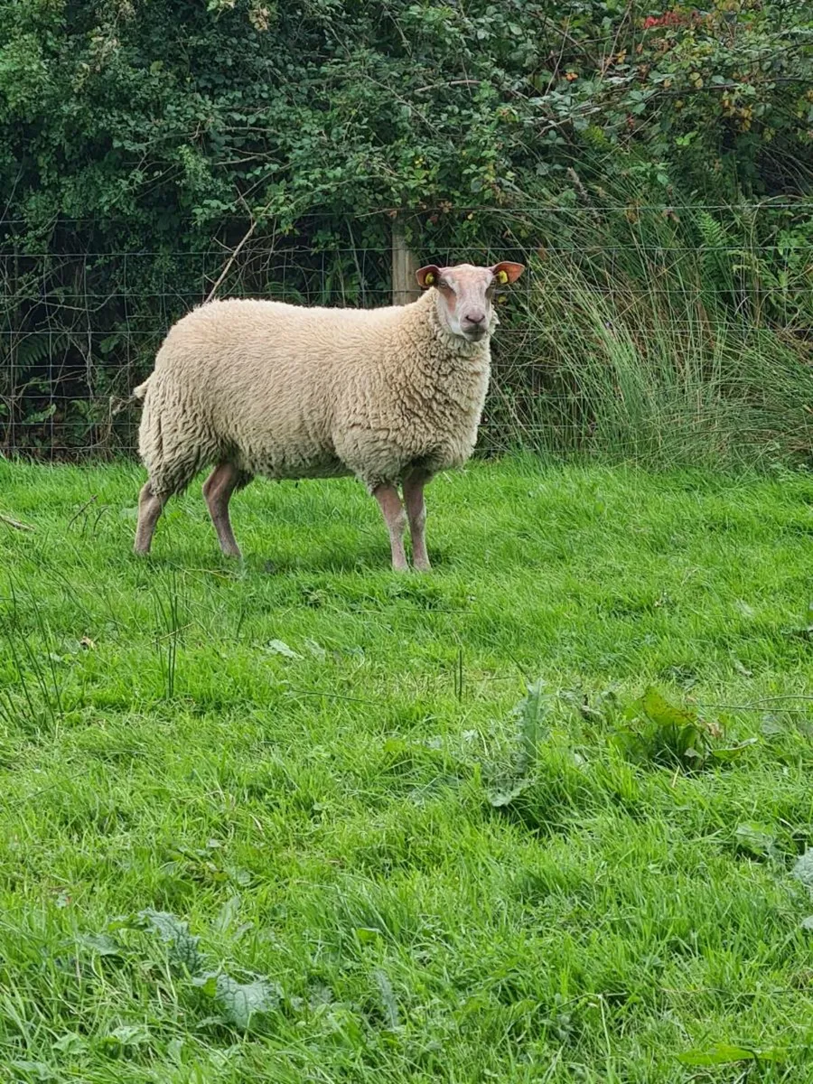 ★★★ROUGE EWE LAMBS★★★ - Image 2
