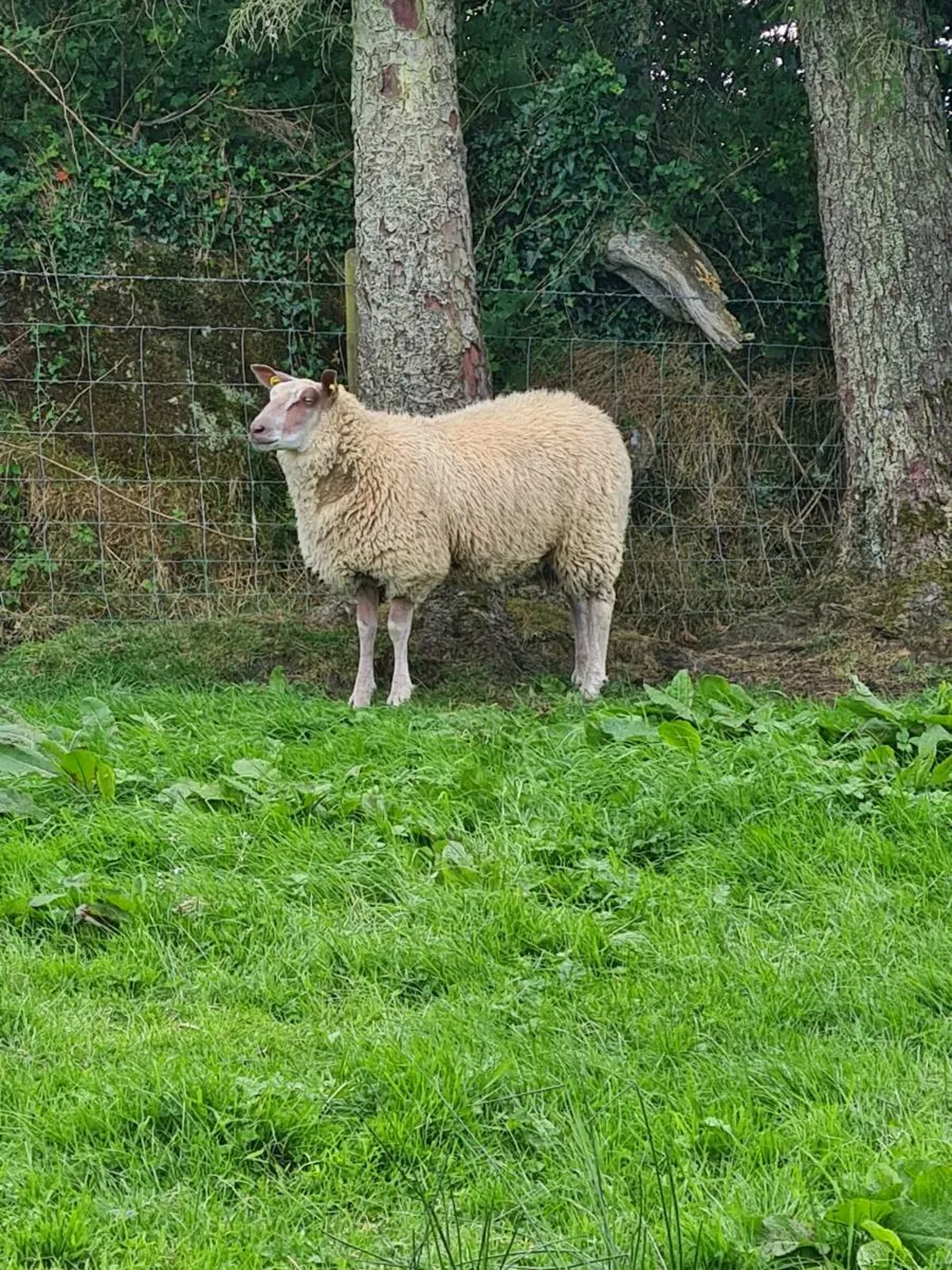 ★★★ROUGE EWE LAMBS★★★ - Image 3