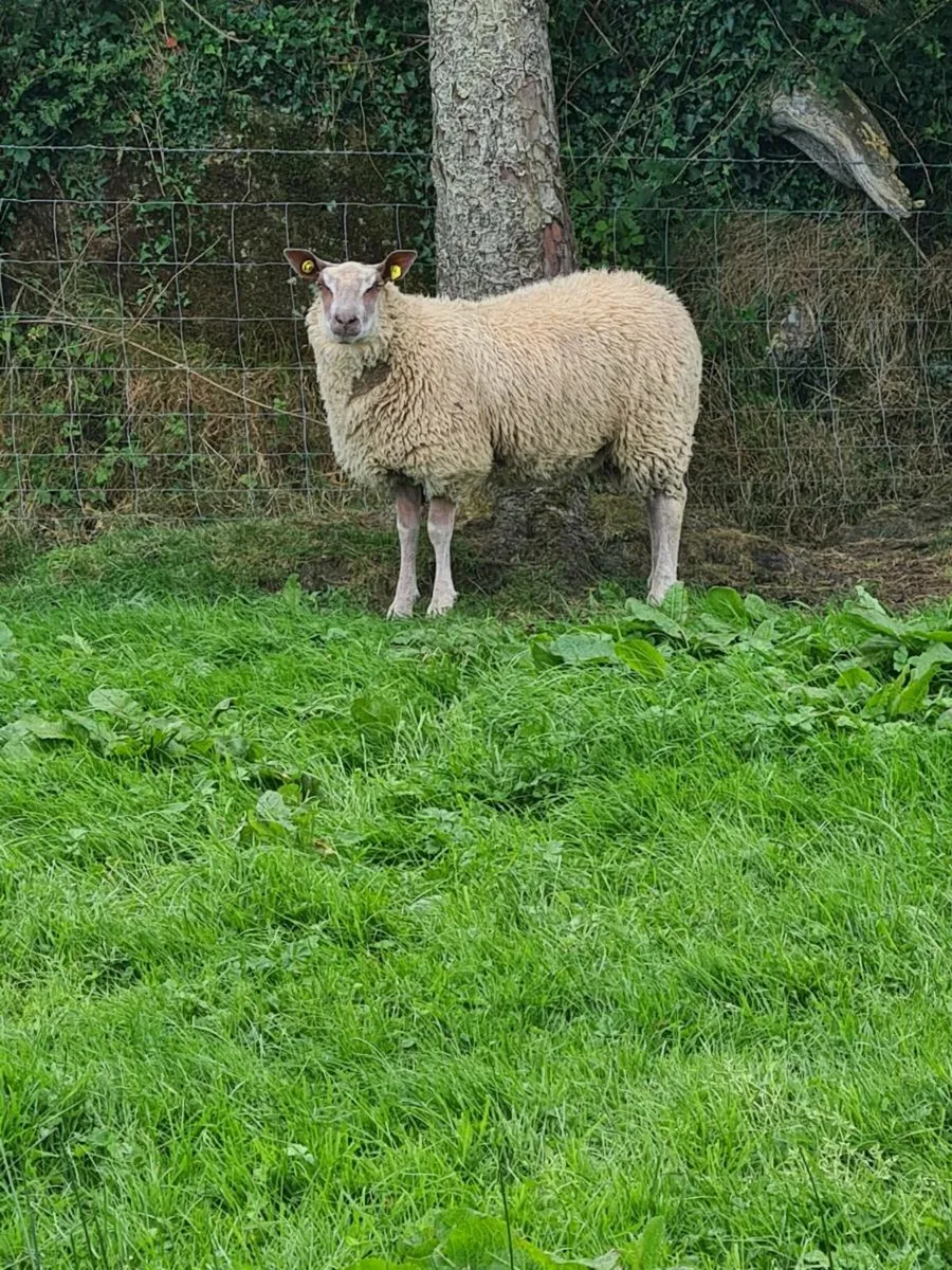 ★★★ROUGE EWE LAMBS★★★ - Image 4