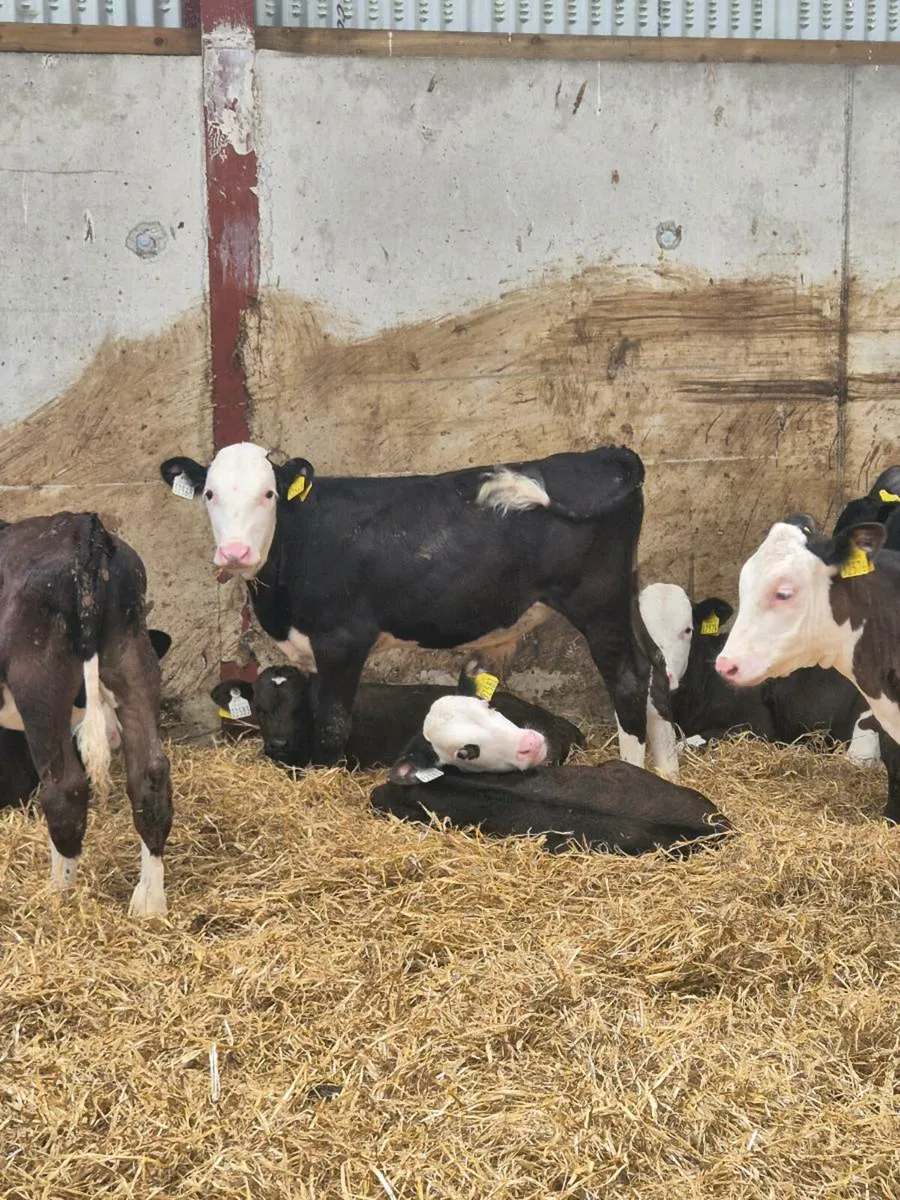 Calves - Image 1