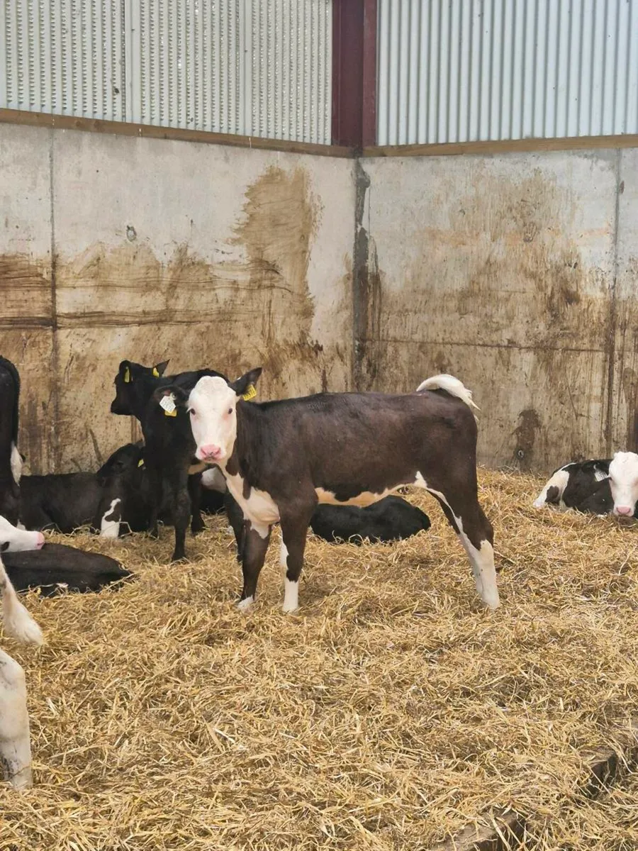 Calves - Image 2