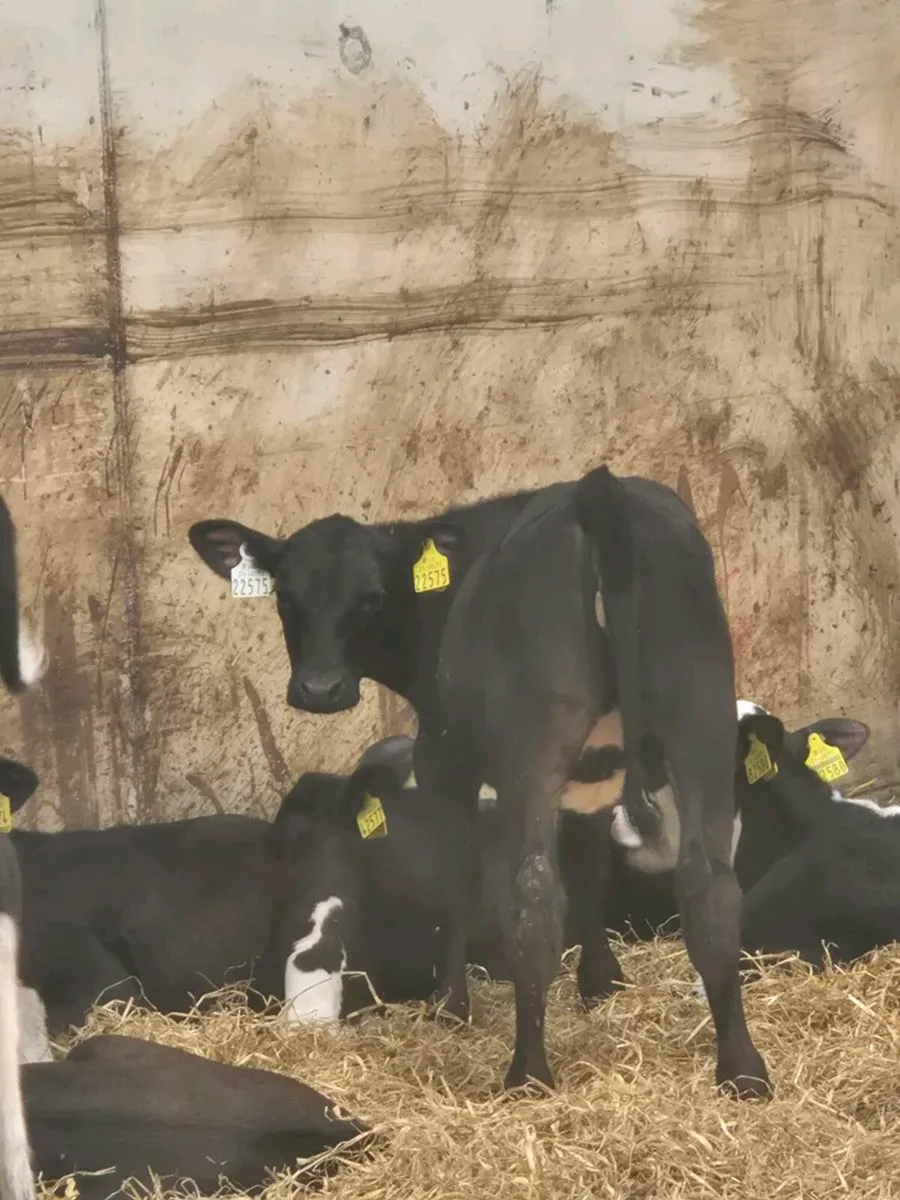 Calves - Image 3
