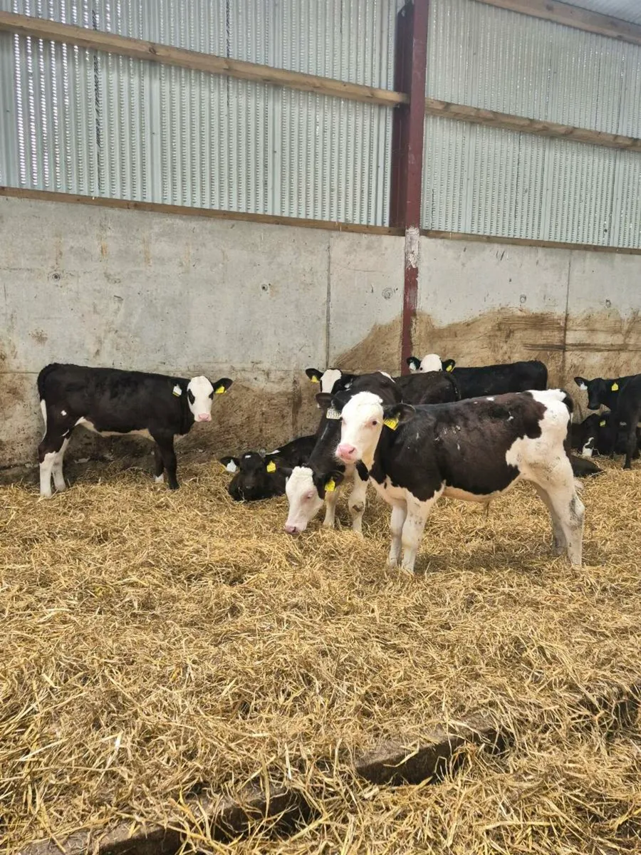 Calves - Image 4