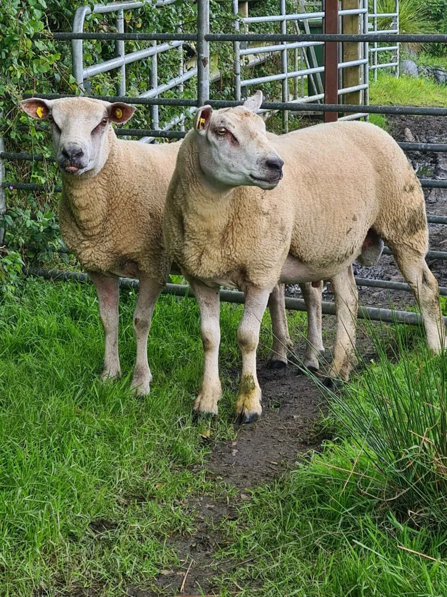 ★★★HYBRED ROUTEX RAMS ★★★ - Image 1