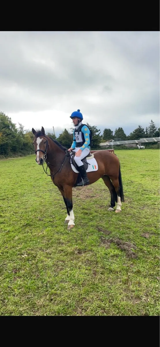 14.2 Competition pony - Image 1