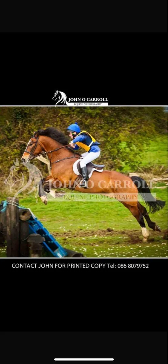 14.2 Competition pony - Image 2