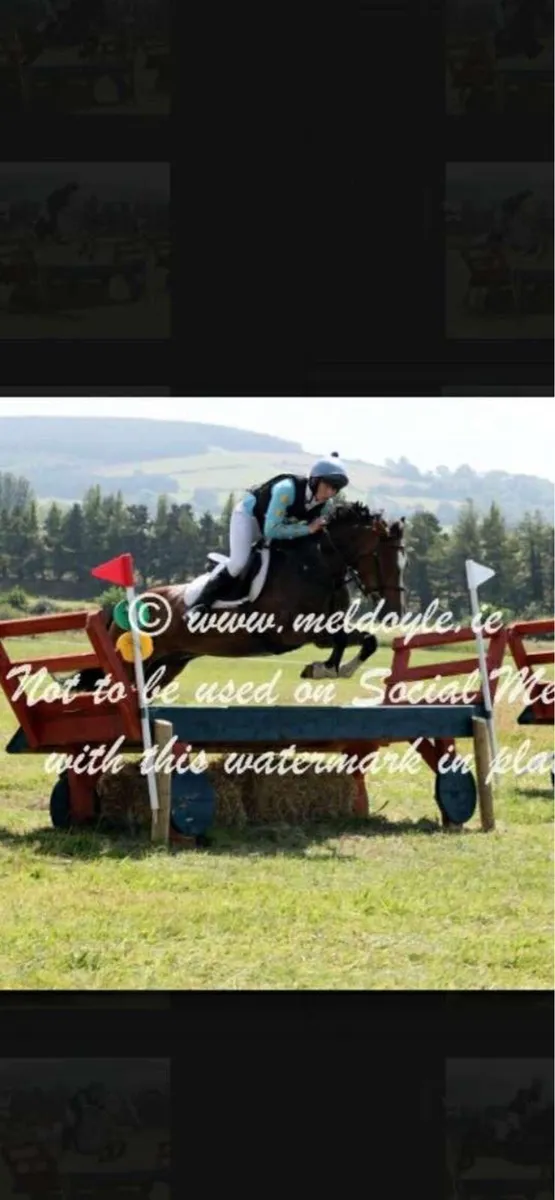 14.2 Competition pony - Image 4