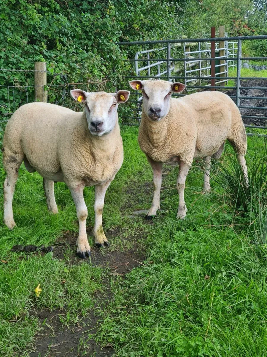 ★★★HYBRED ROUTEX RAMS ★★★ - Image 3
