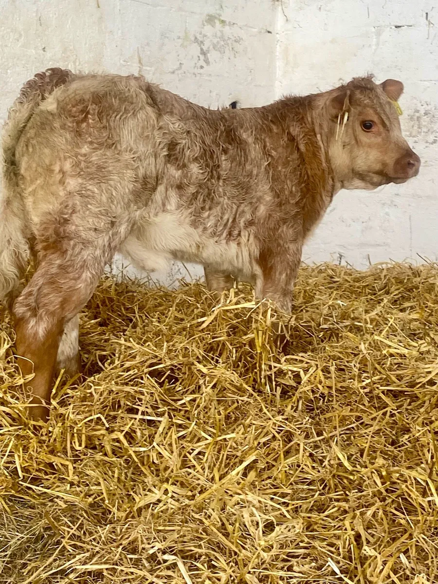 A SERIOUS ROAN SHOW HEIFER CALF - Image 1