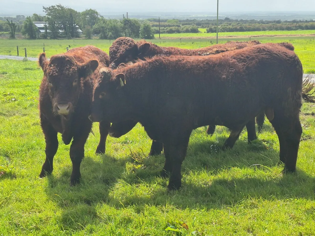 PBR Saler Bulls - Image 3