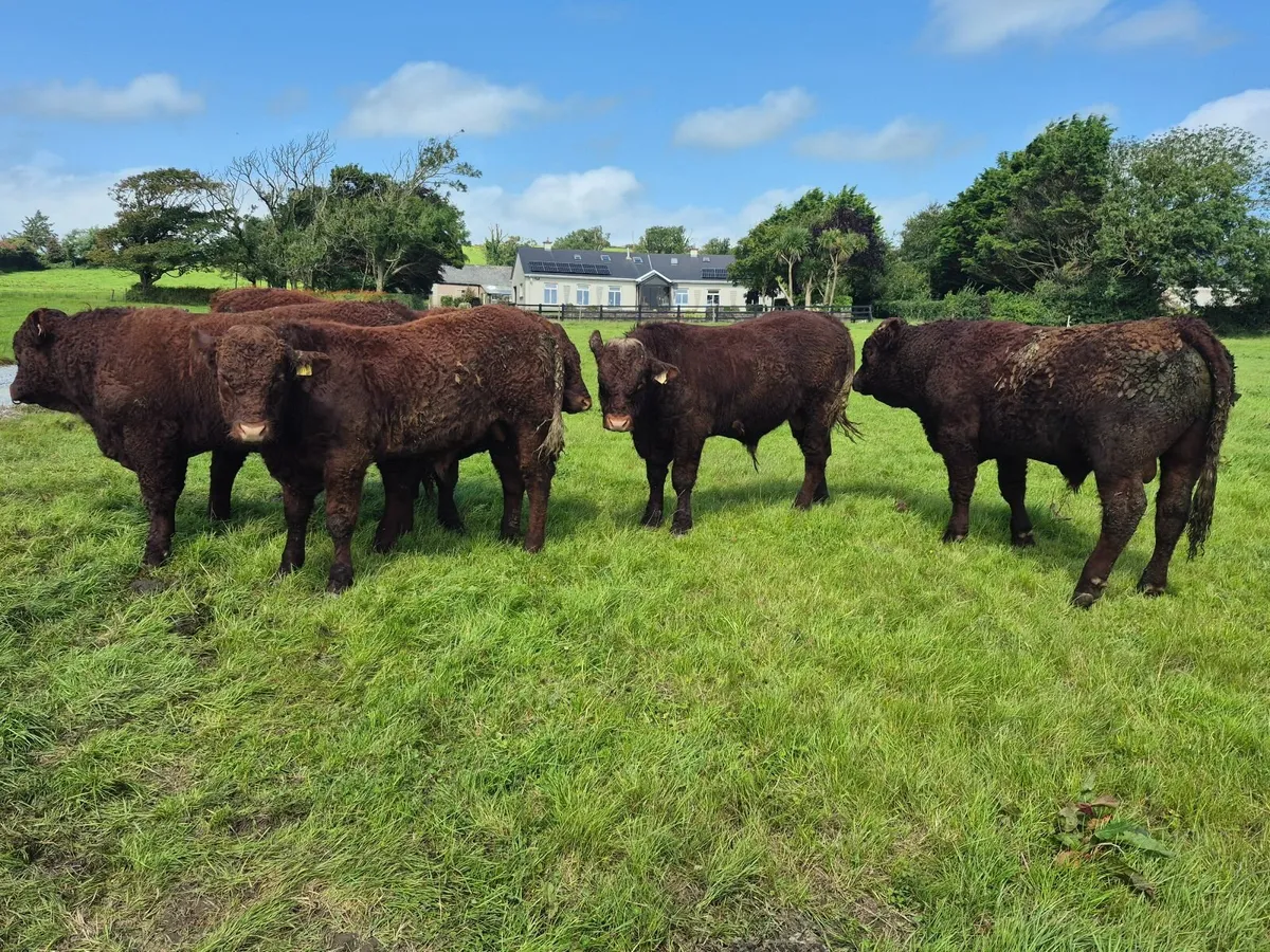 PBR Saler Bulls - Image 4