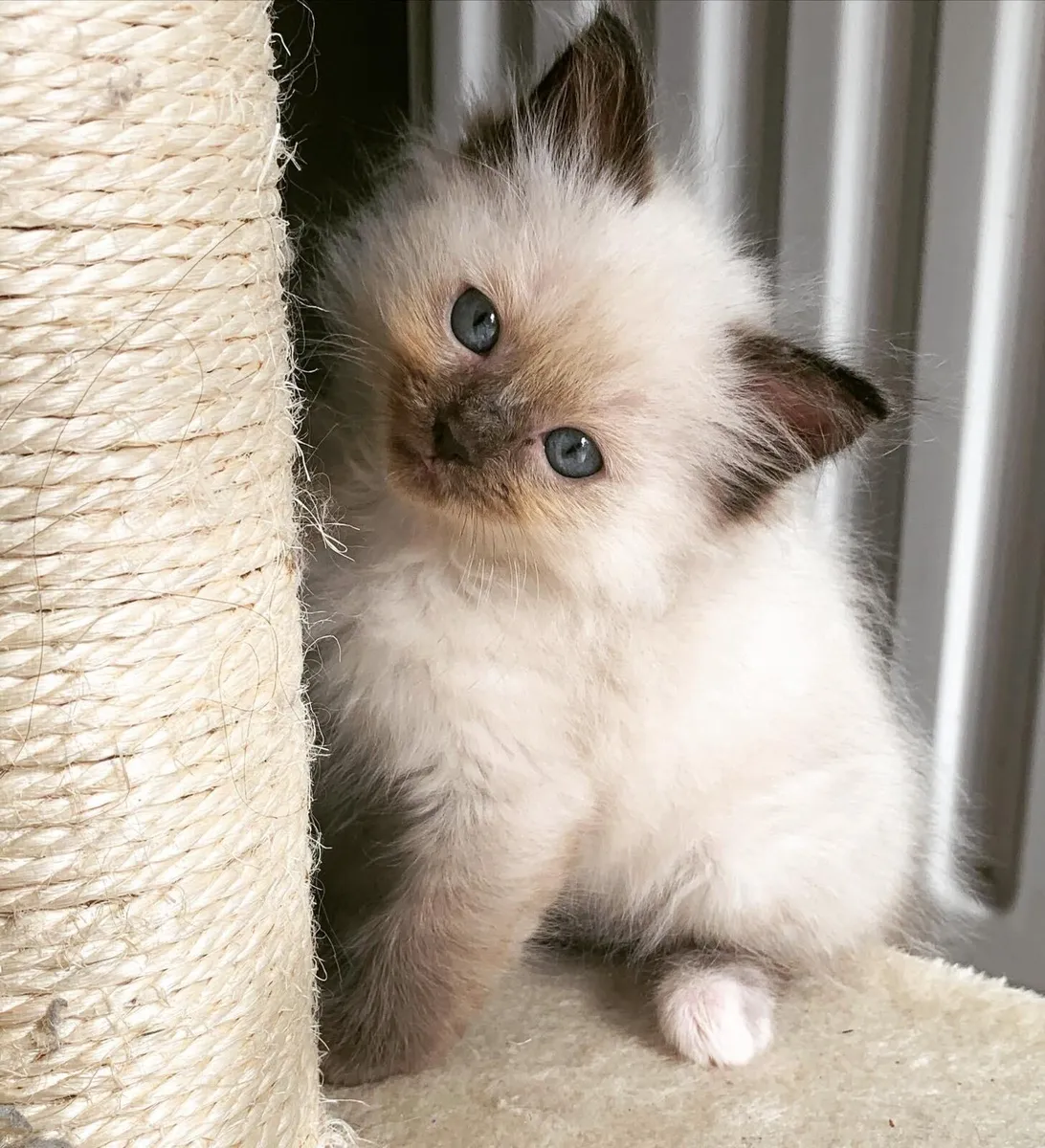 Ragdoll kittens - Image 1