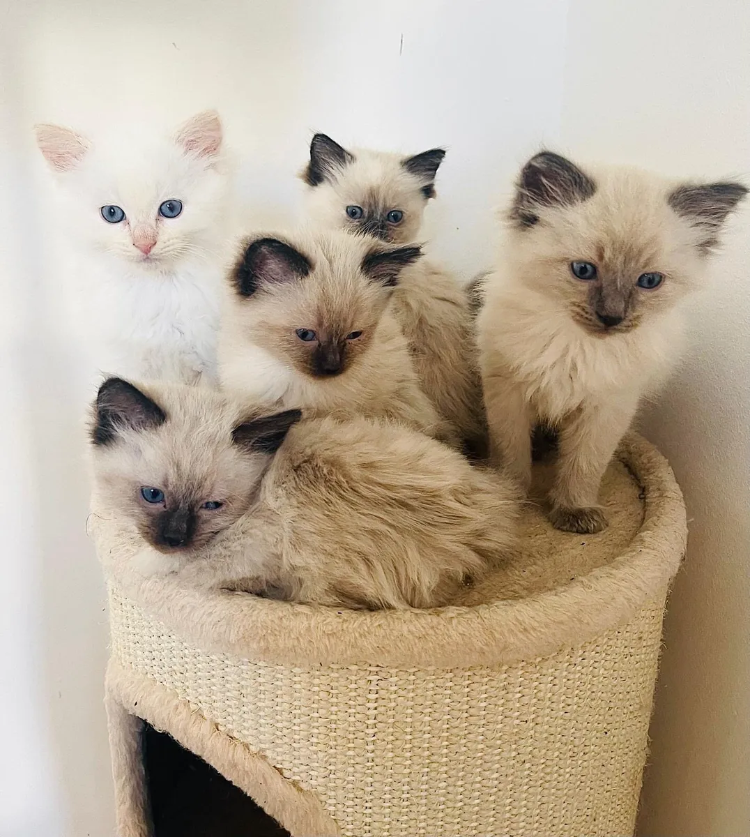 (1 left) Ragdoll kittens - Image 1