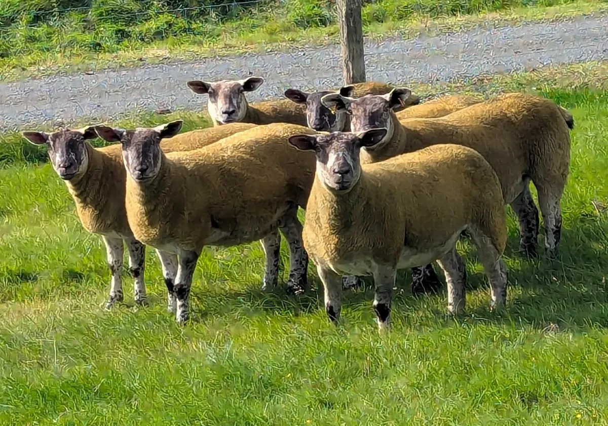 Sheep - Image 4