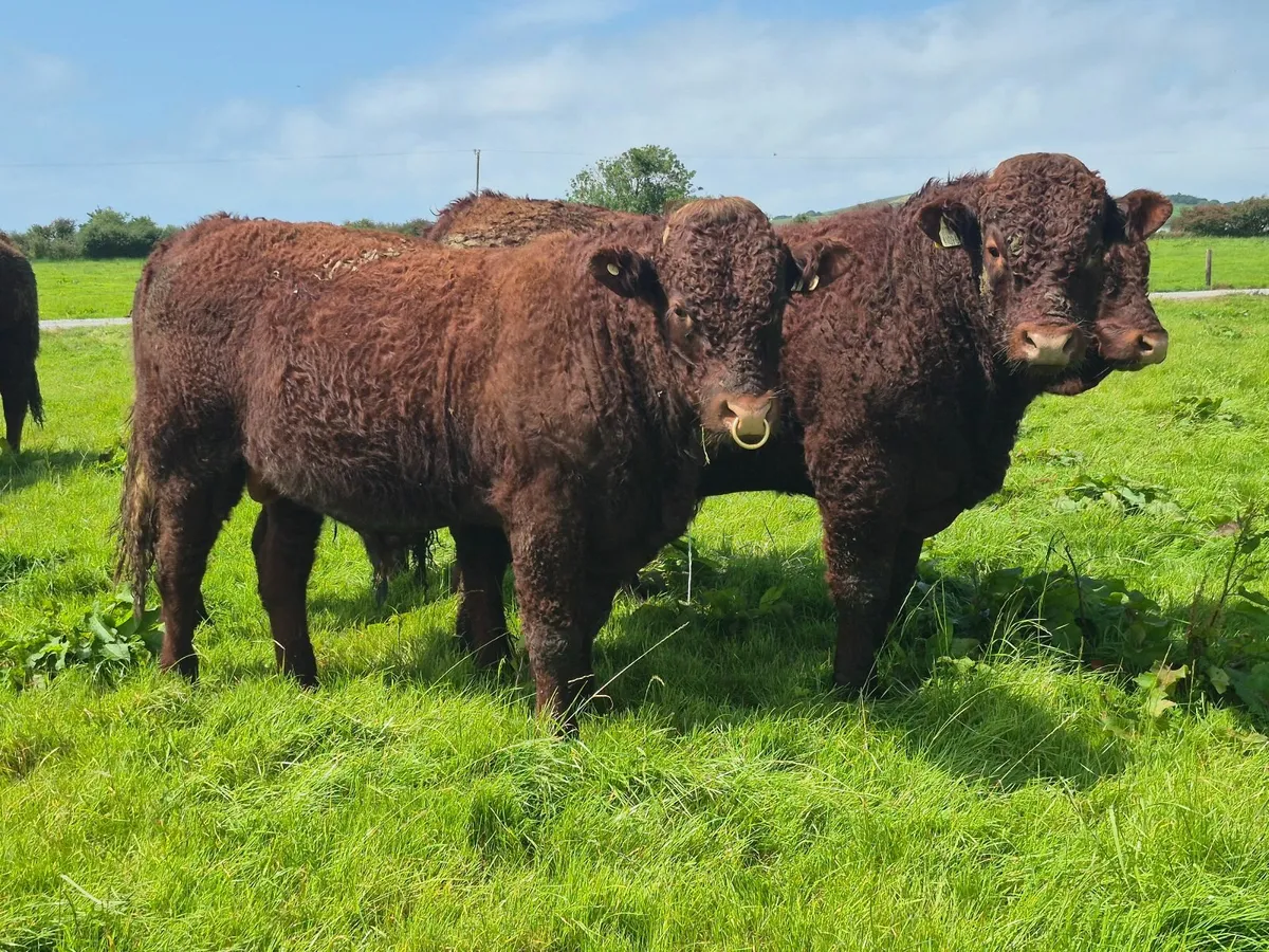 PBR Saler Bulls - Image 1