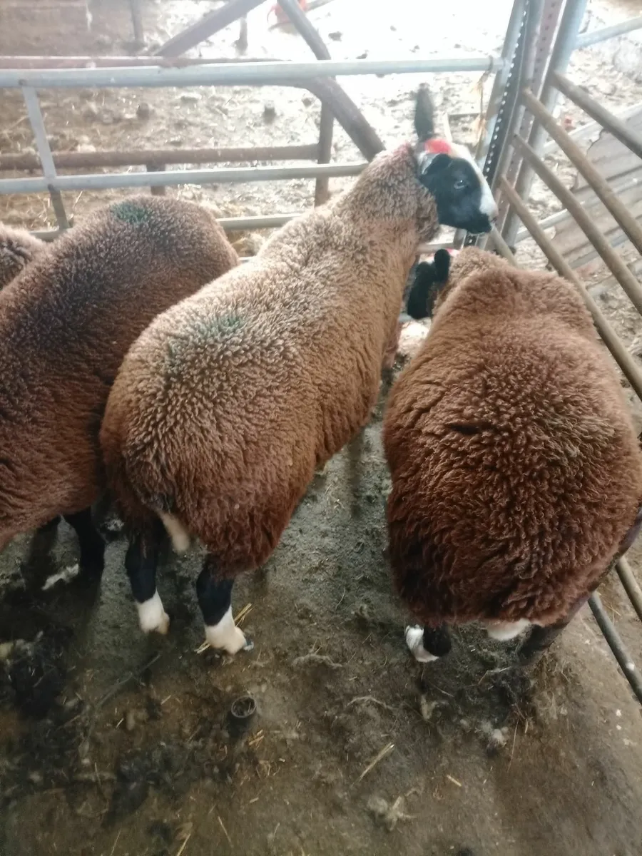 Lambs - Image 1