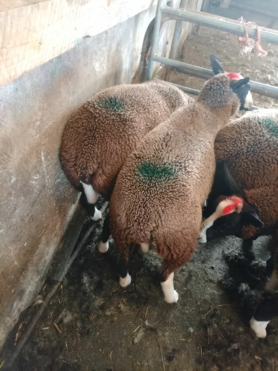Lambs - Image 2