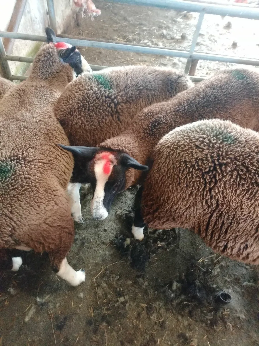 Lambs - Image 3
