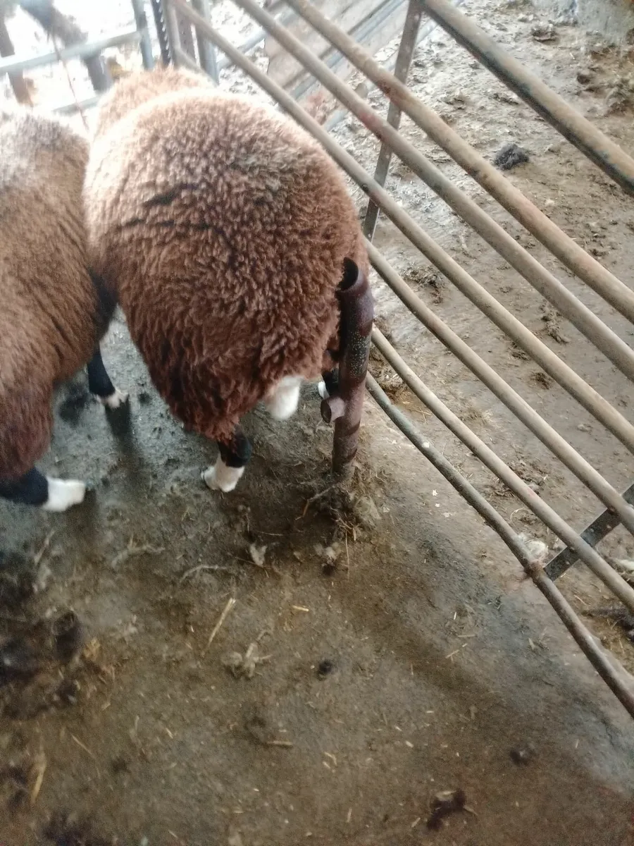 Lambs - Image 4