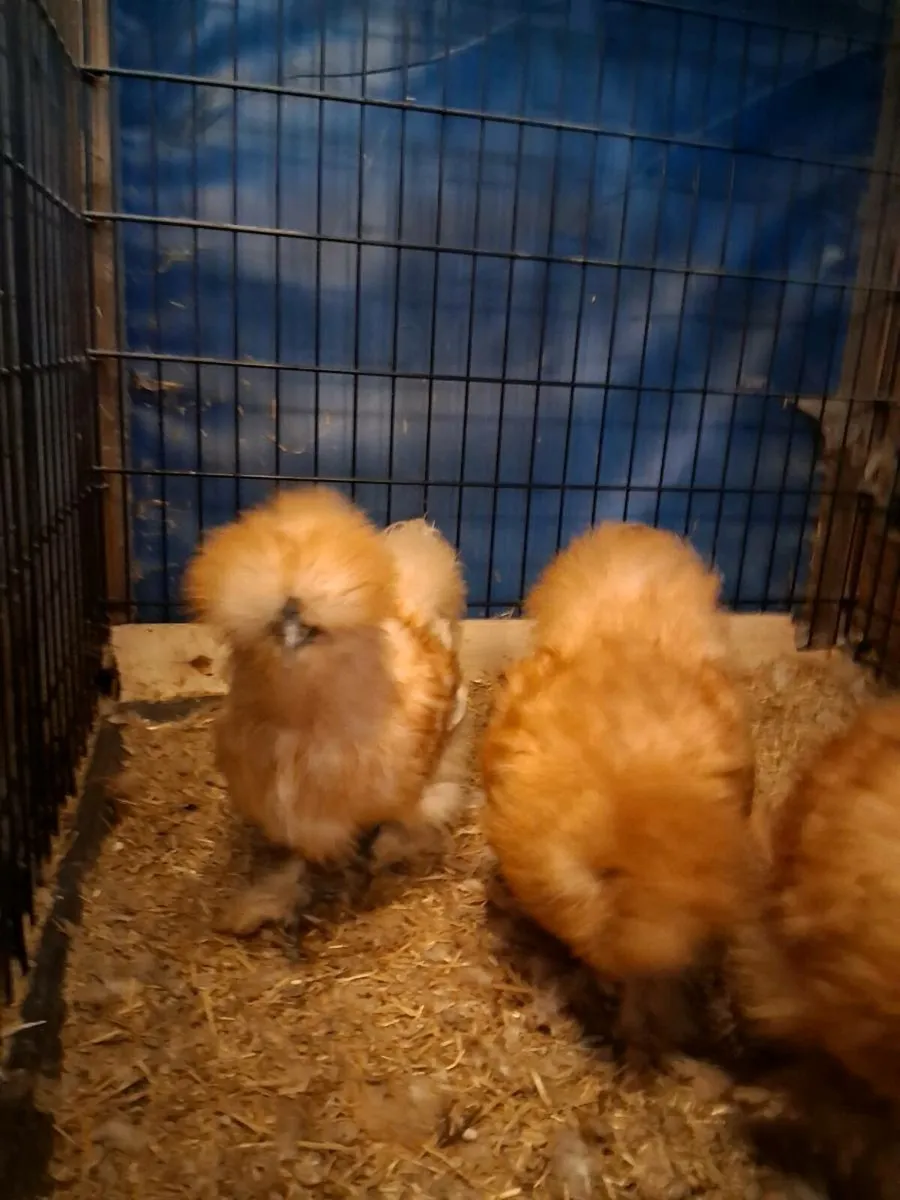 Polish + Silkie eggs, chicks - Image 1