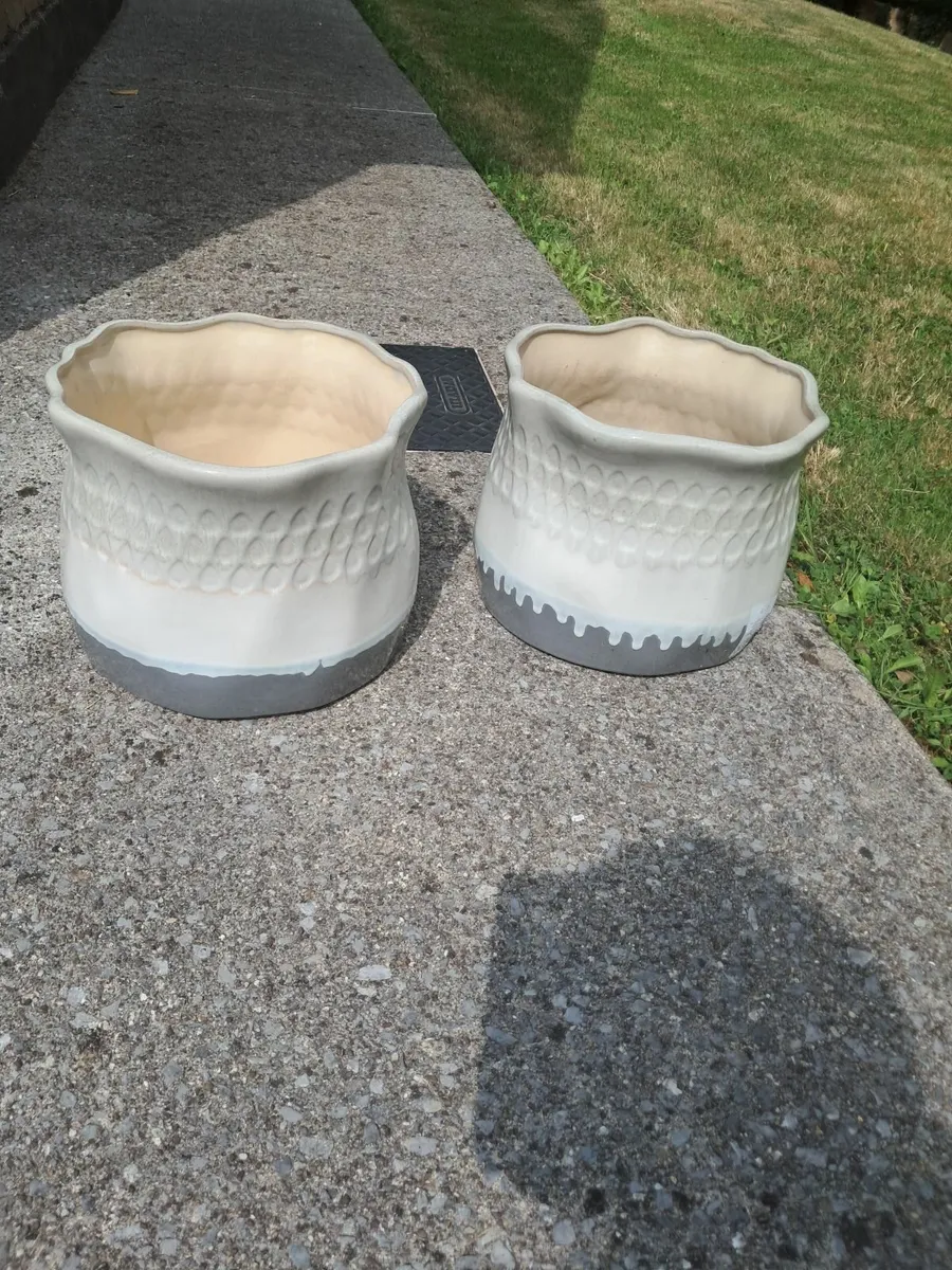 Pot plant - Image 1