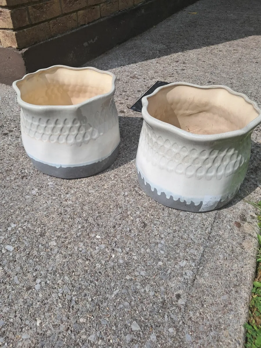 Pot plant - Image 2