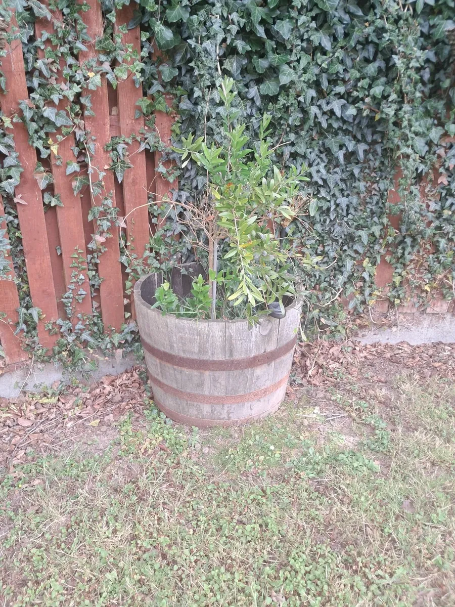 Plant pot - Image 1