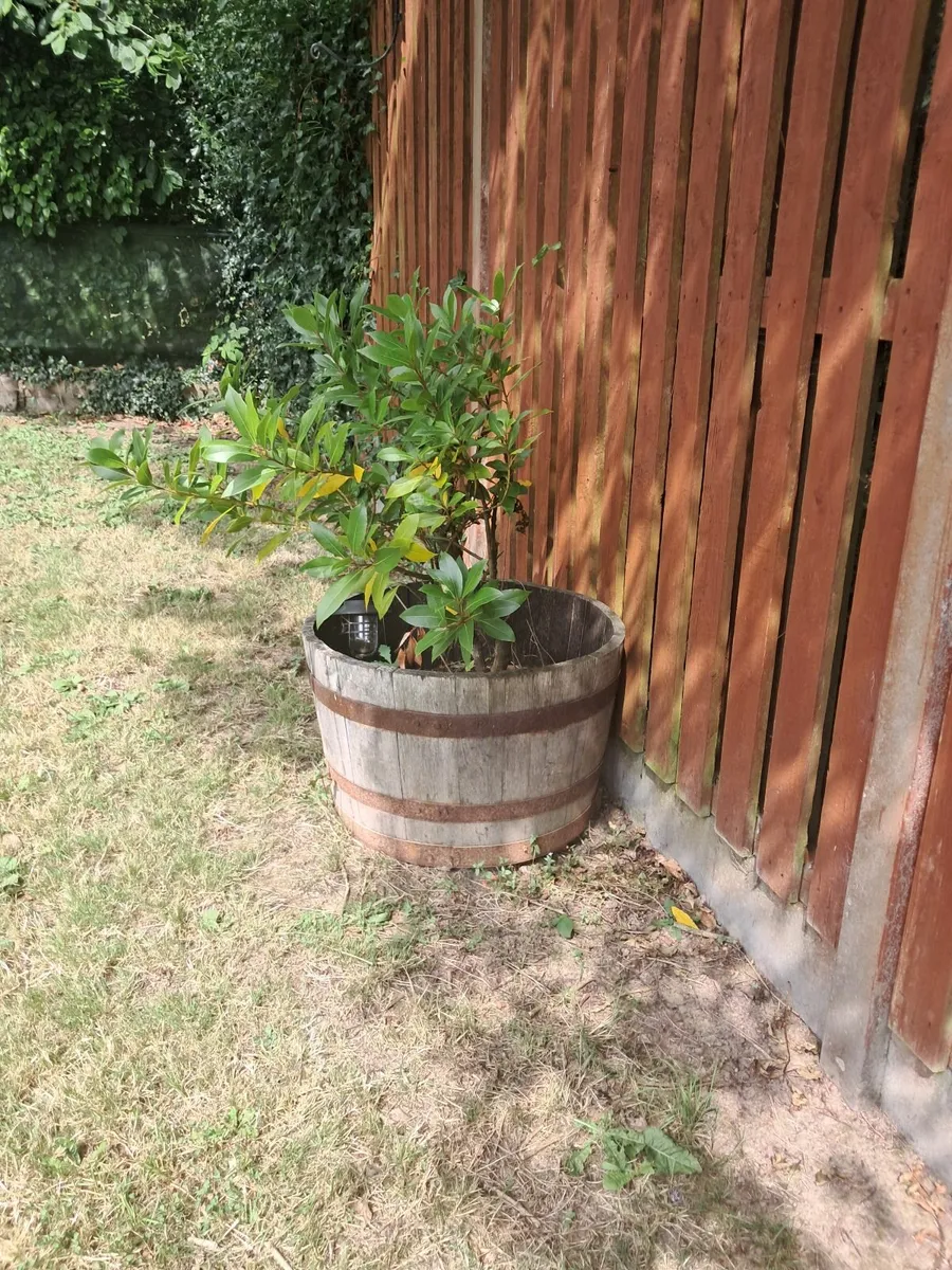 Plant pot - Image 2