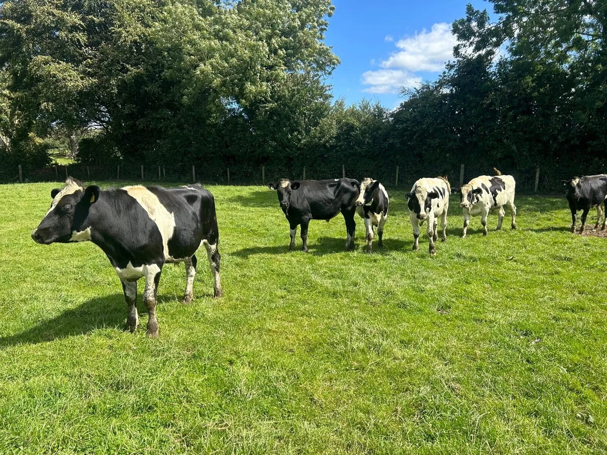 8 super 500 kg British Frisian bullocks - Image 1