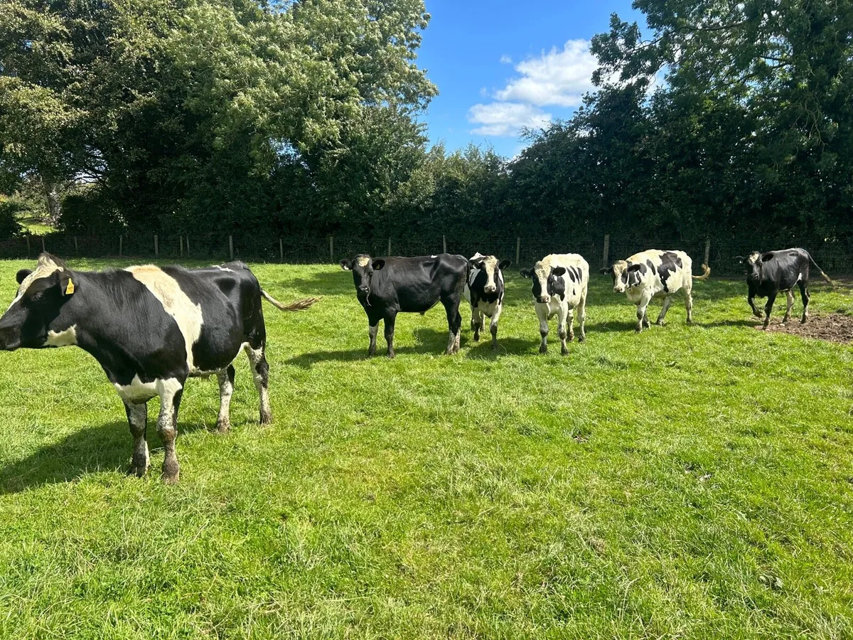 8 super 500 kg British Frisian bullocks - Image 2