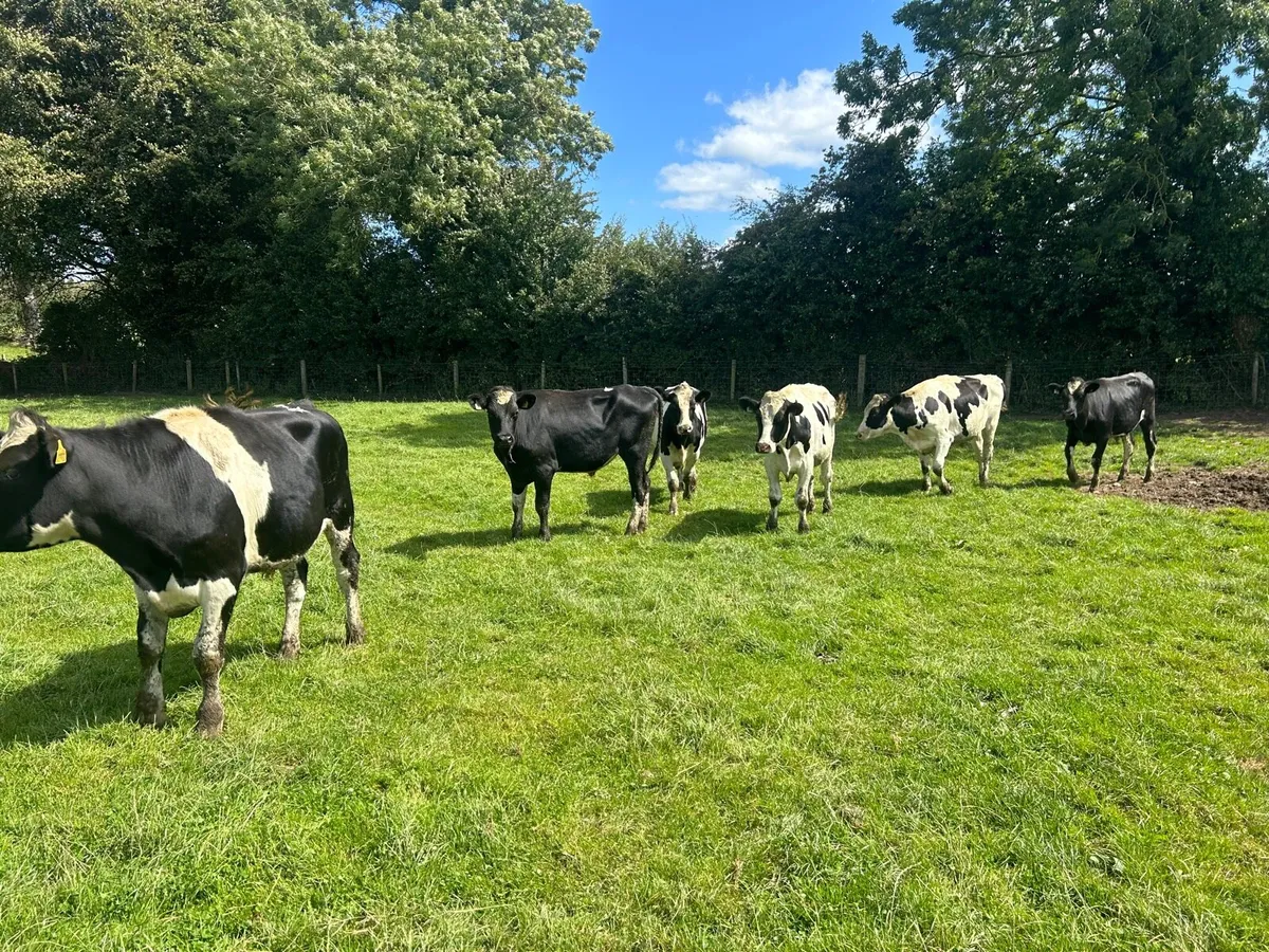 8 super 500 kg British Frisian bullocks - Image 3