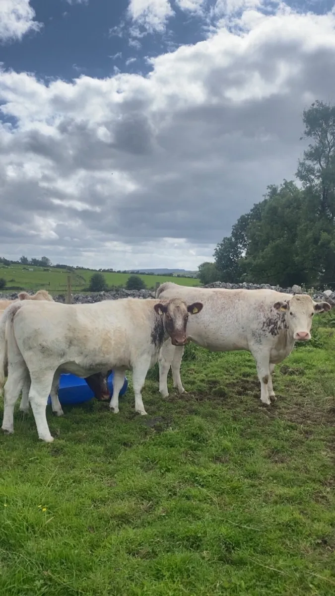 incalf heifers - Image 1
