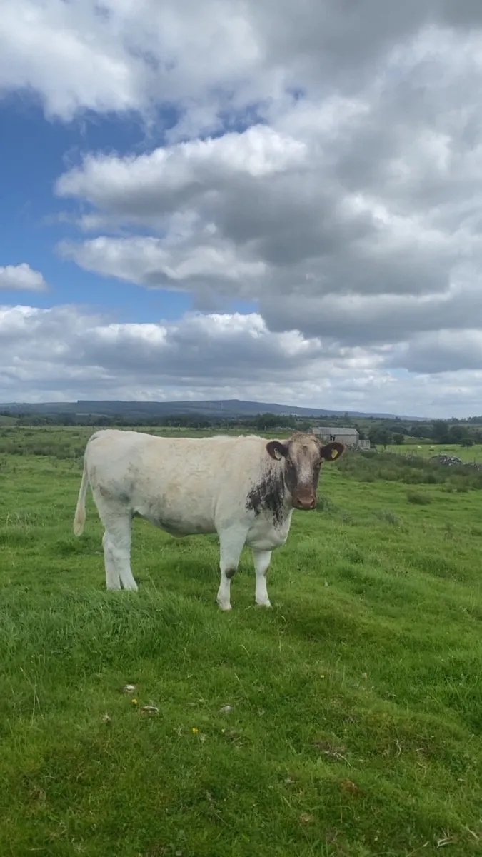 incalf heifers - Image 3