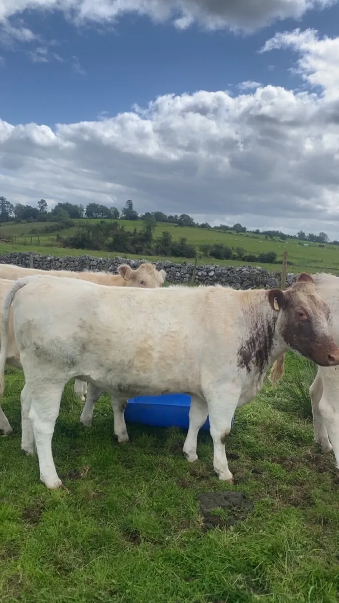 incalf heifers - Image 4