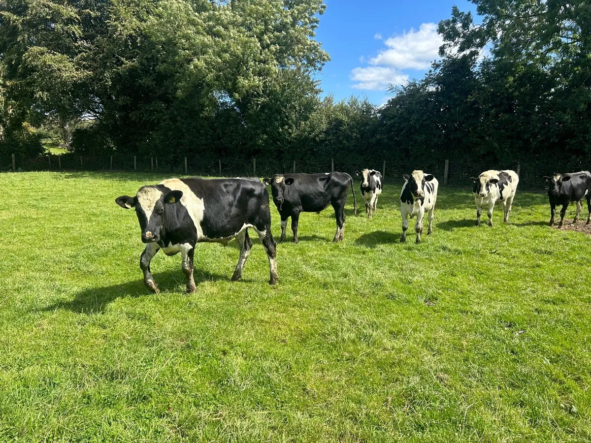 8 super 500 kg British Frisian bullocks - Image 4