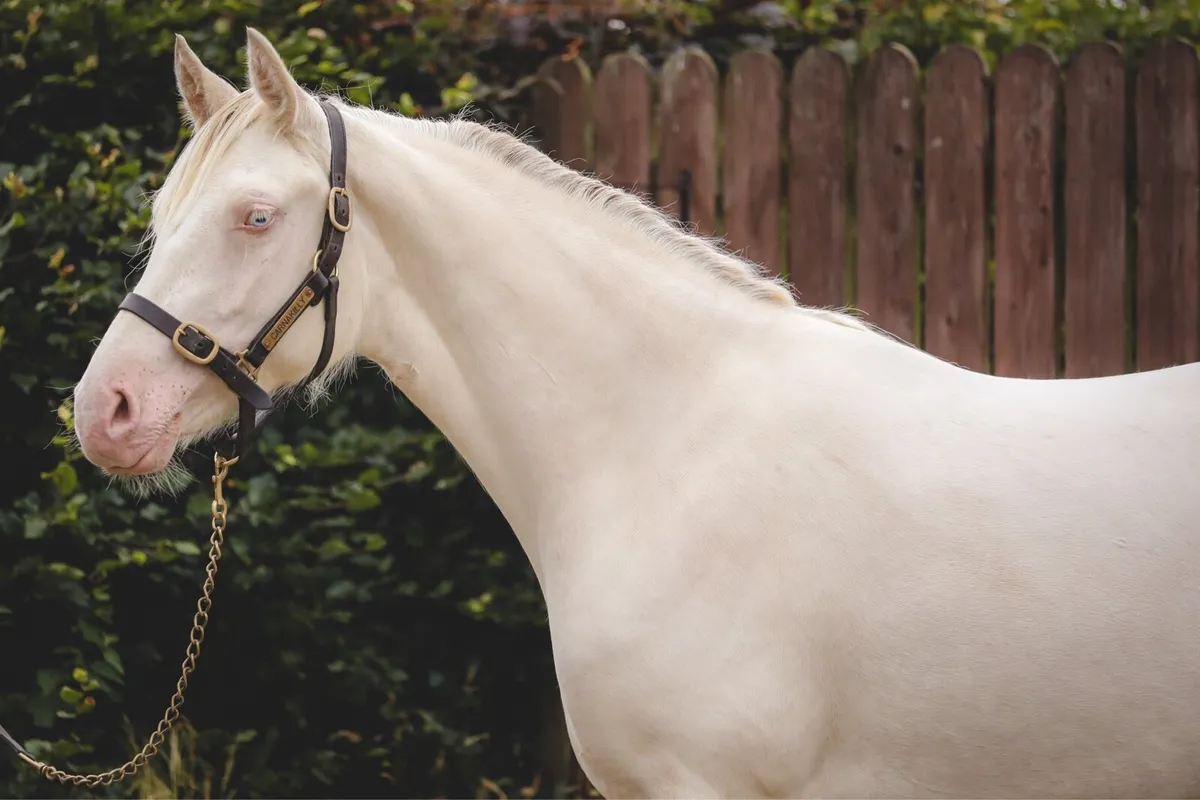 Class 1, 2yo Connemara Filly - Image 1