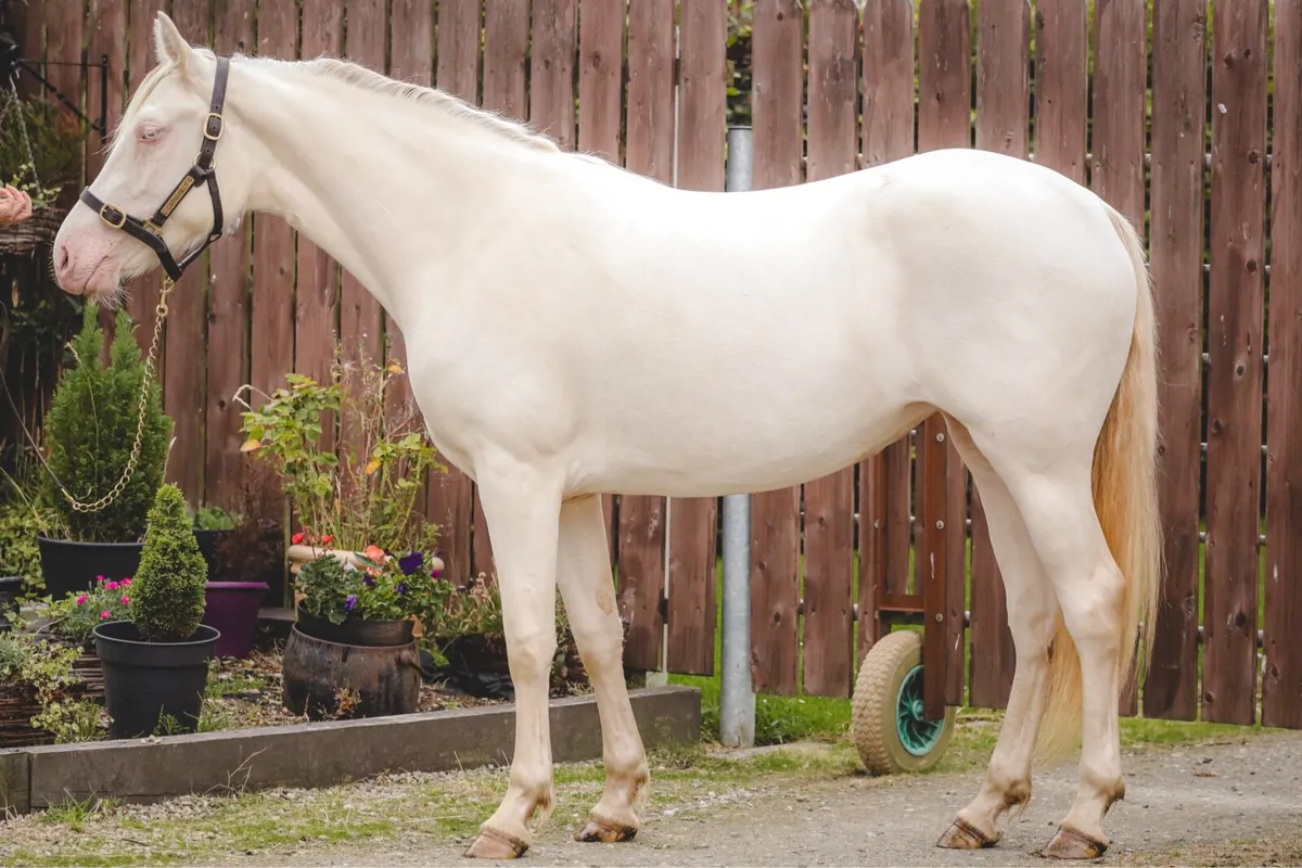 Class 1, 2yo Connemara Filly - Image 2