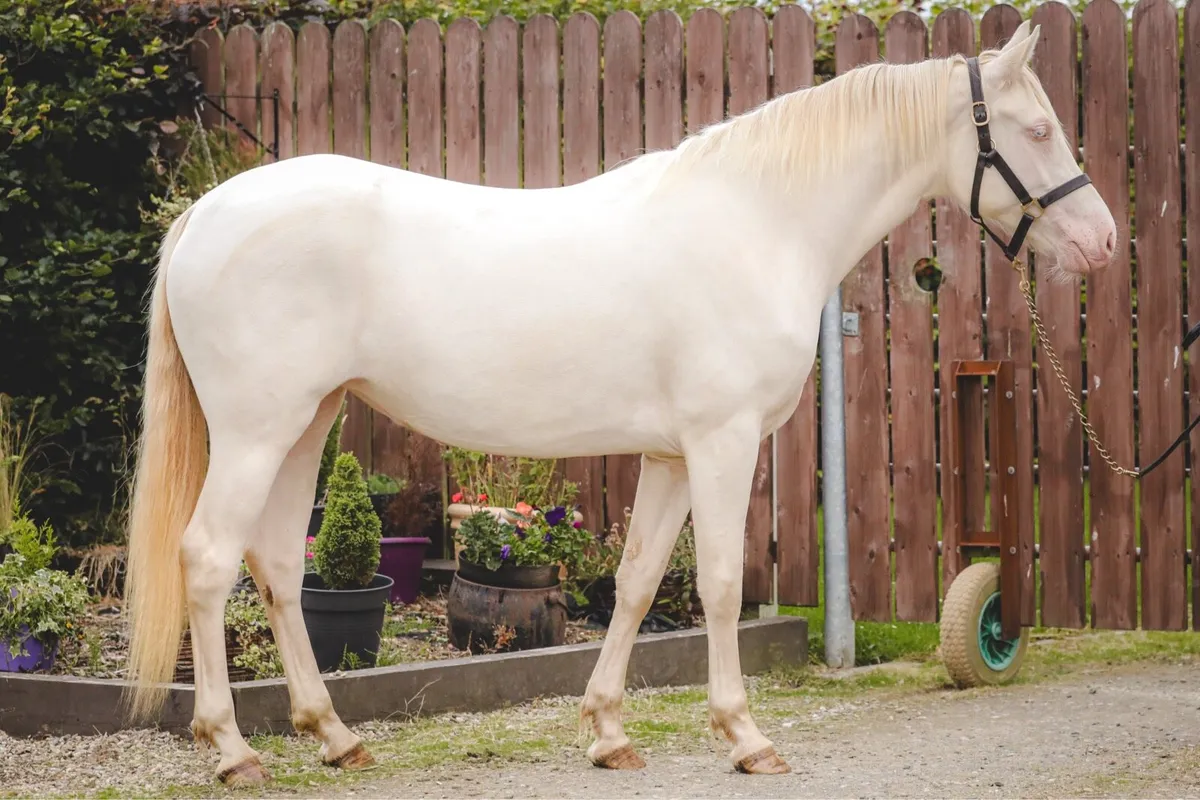Class 1, 2yo Connemara Filly - Image 3