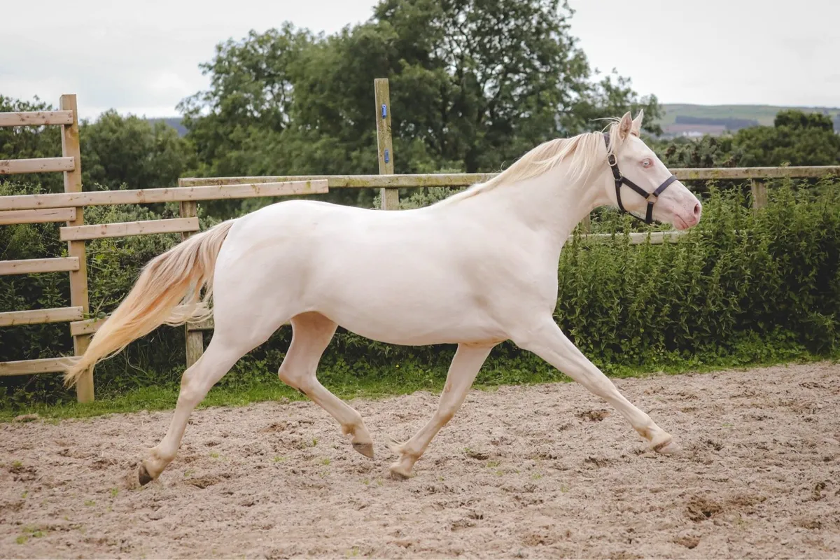 Class 1, 2yo Connemara Filly - Image 4