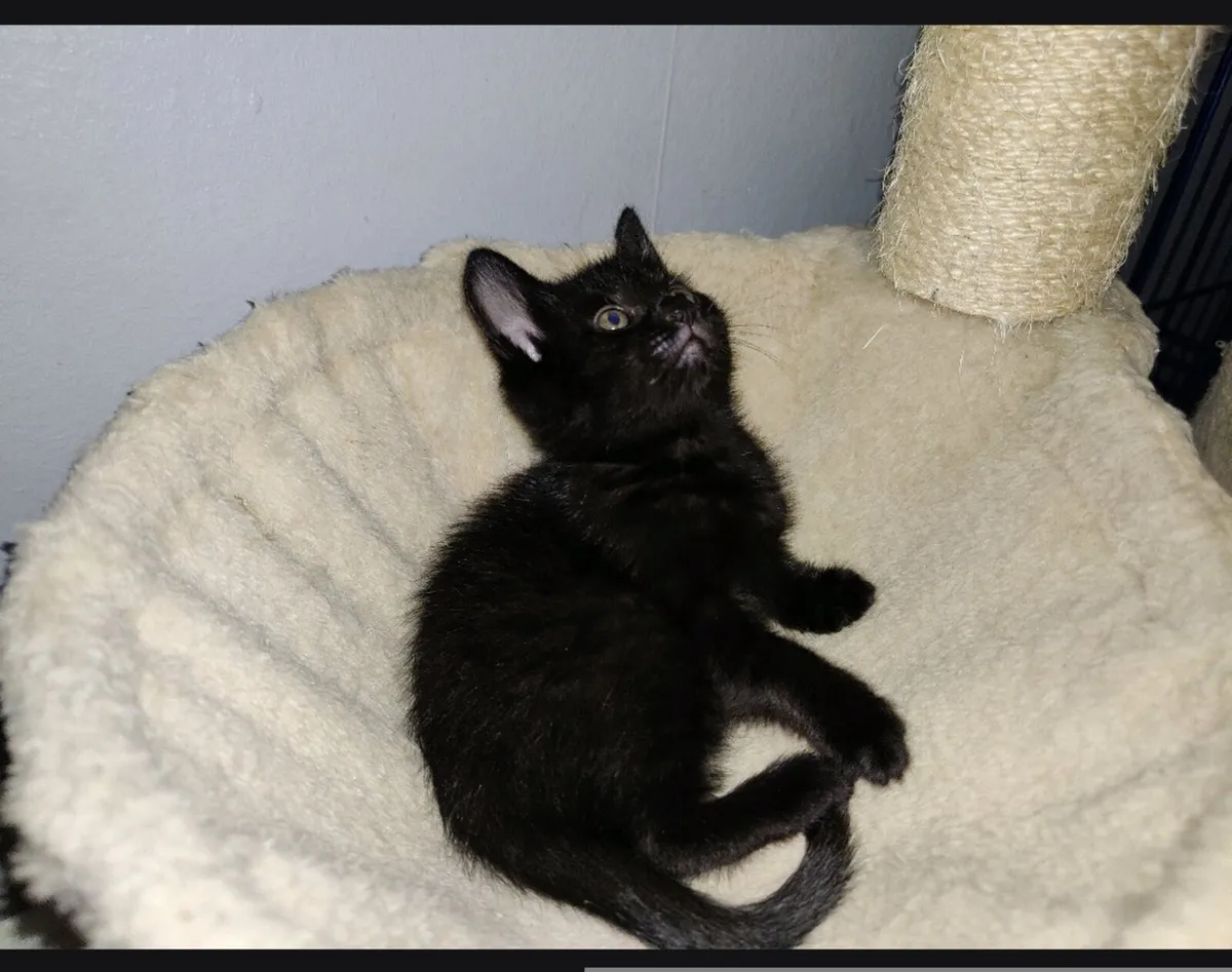 Baby Kittens - Image 2