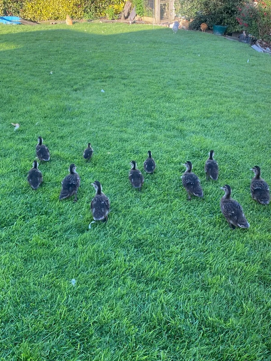 Mallard Ducklings - Image 2