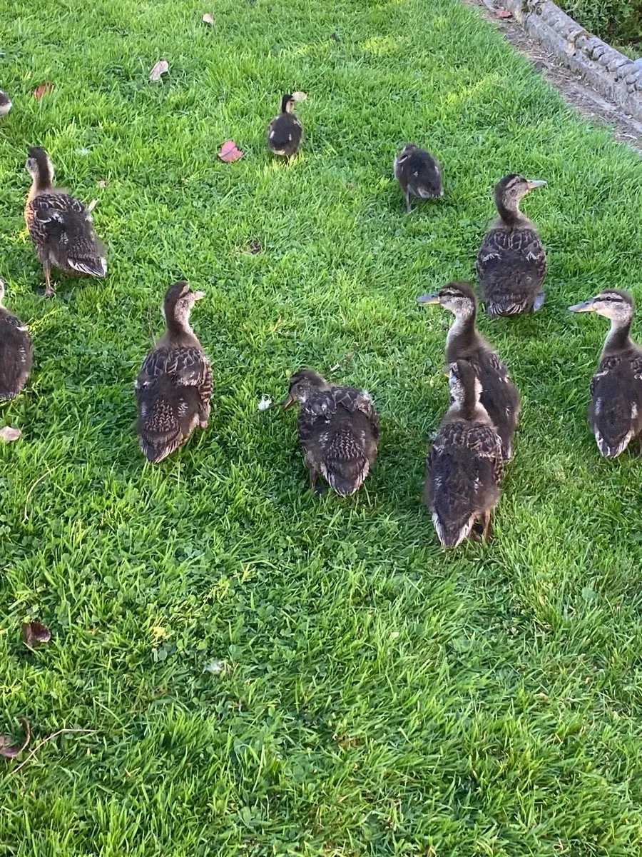 Mallard Ducklings - Image 3